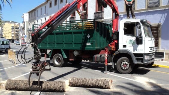 Restos de la palmera afectada de picudo rojo en la Avenida de Alicante de Jávea