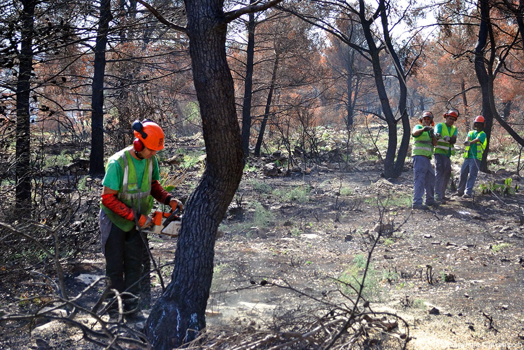 Los operarios de las brigadas forestales arrancan los pinos calcinados