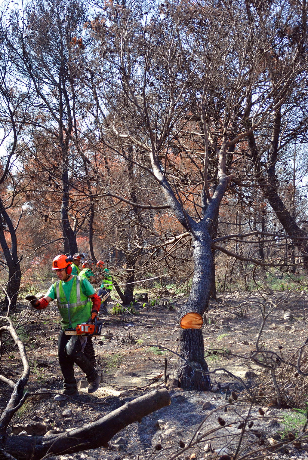 Los operarios de las brigadas forestales arrancan los pinos calcinados