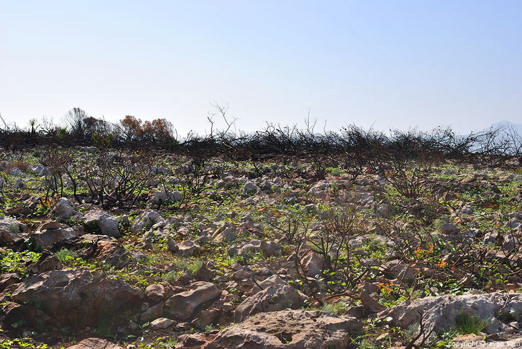 Son visibles las masas verdes que se dibujan entre el tétrico paisaje