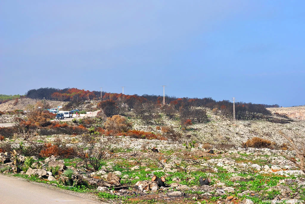 Zonas verdes entre el terreno calcinado