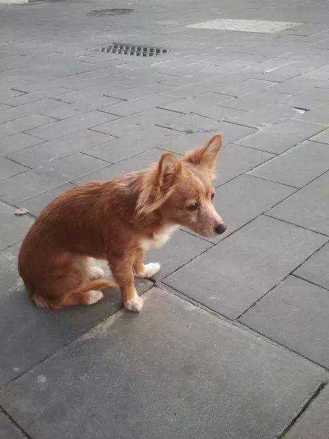 Perro desaparecido en Jávea