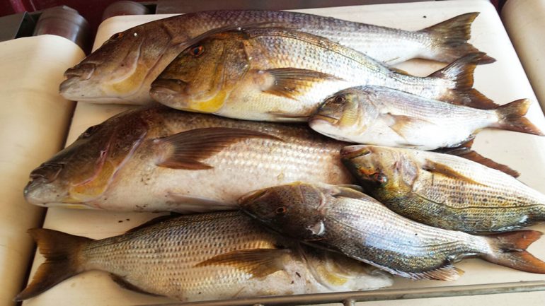 Pescado requisado por la policía local de Xàbia