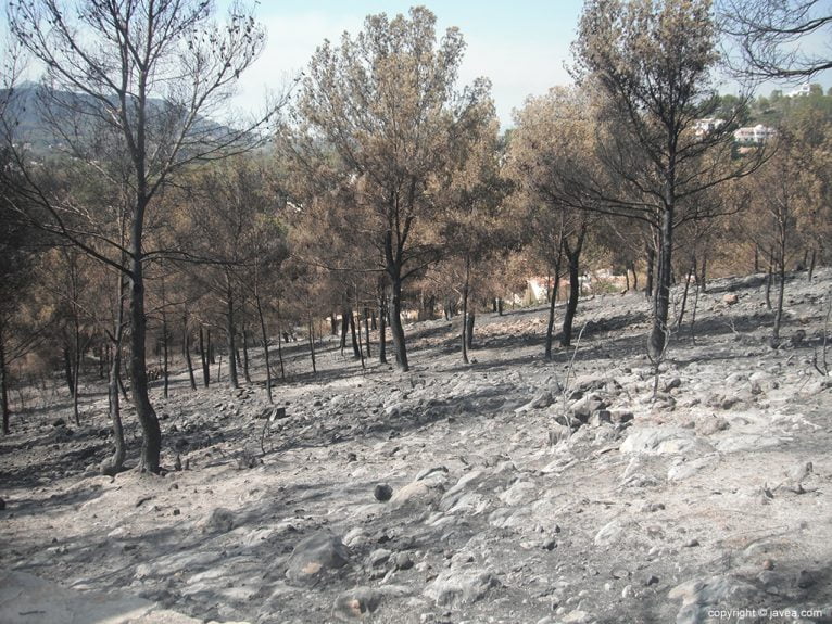 Zona afectada por el incendio