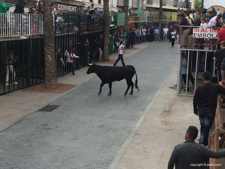 Bous al carrer en las fiestas del Nazareno