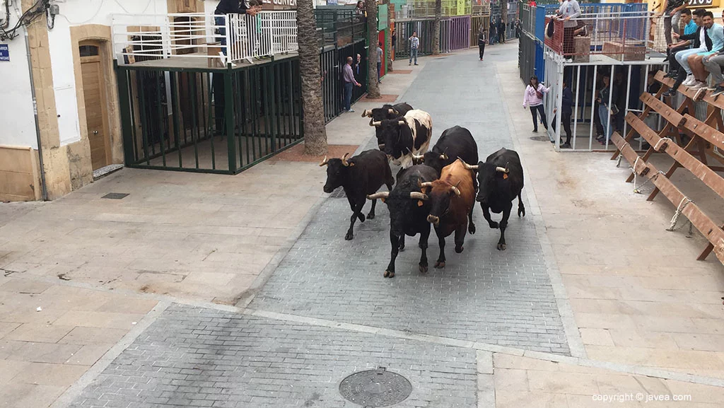 Bous al carrer en las fiestas del Nazareno