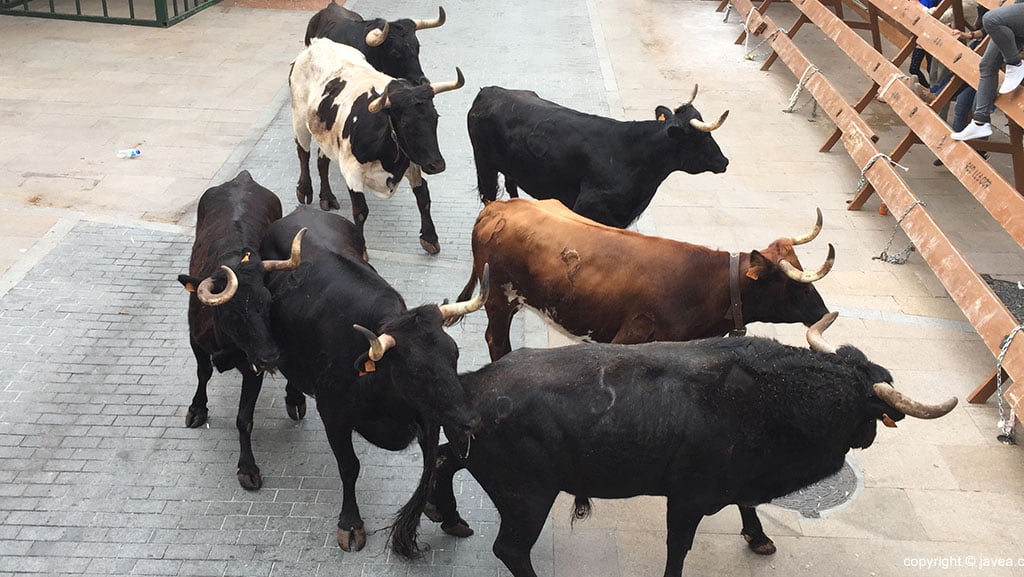 Bous al carrer en las fiestas del Nazareno