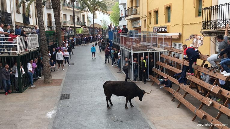 Bous al carrer. Fiestas del Nazareno