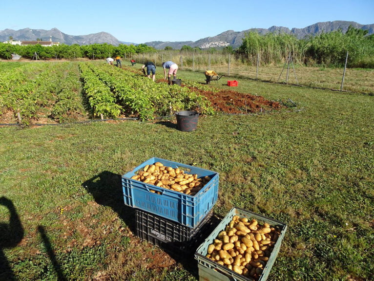 Cosecha de patatas solidarias