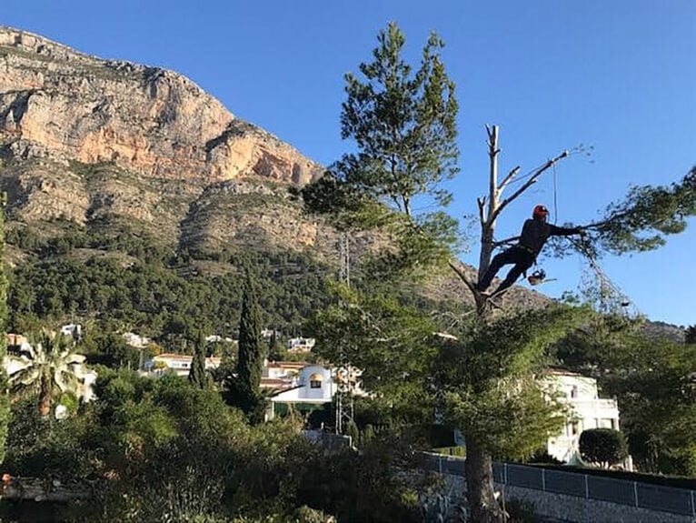 Trabajos de poda en altura en Xàbia