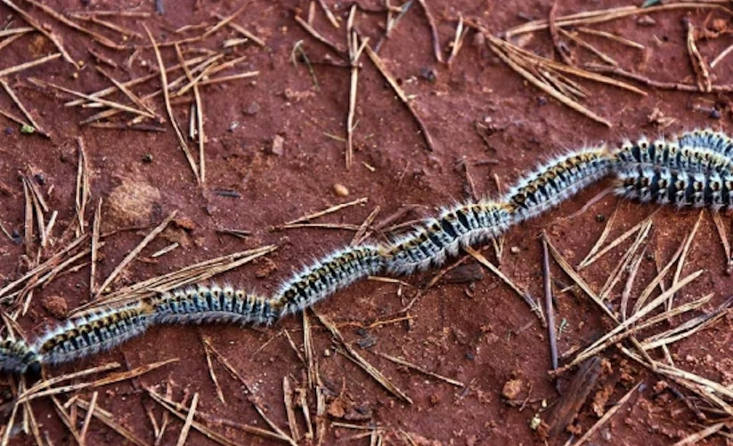 Orugas cubiertas de pelos urticantes