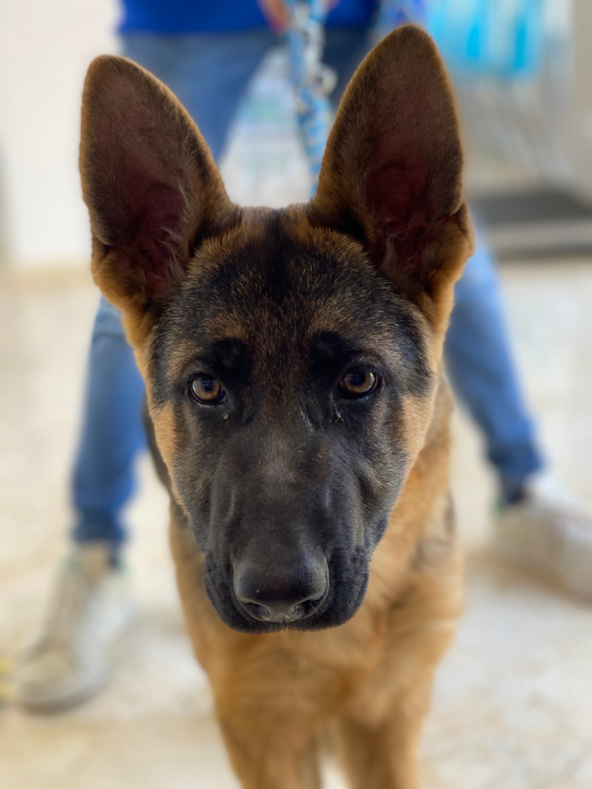 Cuida a tu mascota de los peligros de la primavera