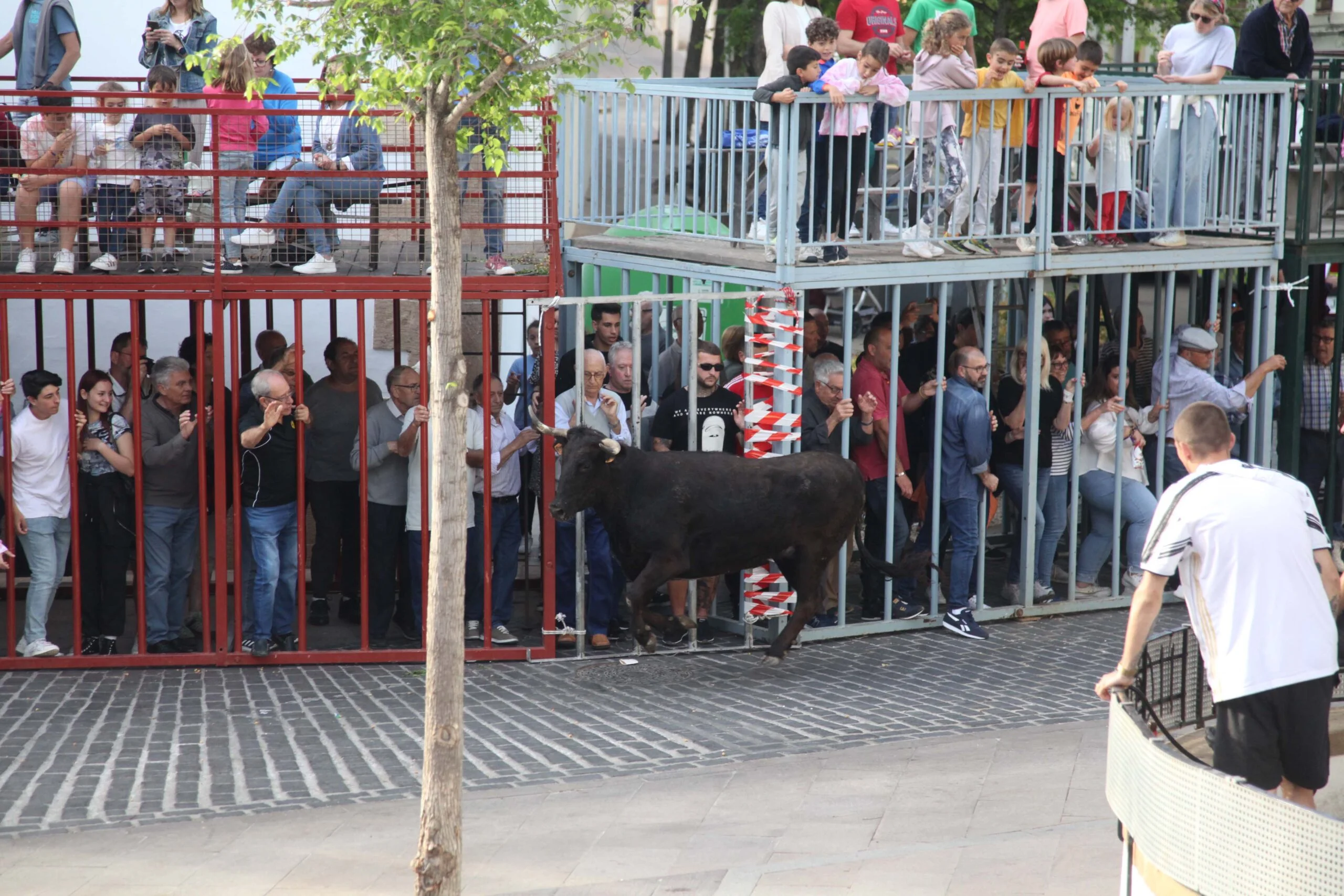 Primera sesión taurina dels Bous al Carrer en las fiestas de Jesús Nazareno 2023 (10)