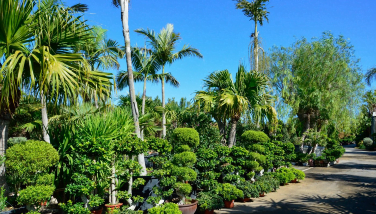 Diseña tu jardín con Montgó Verd