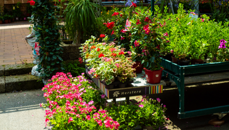 Profesionales de la jardinería en Jávea