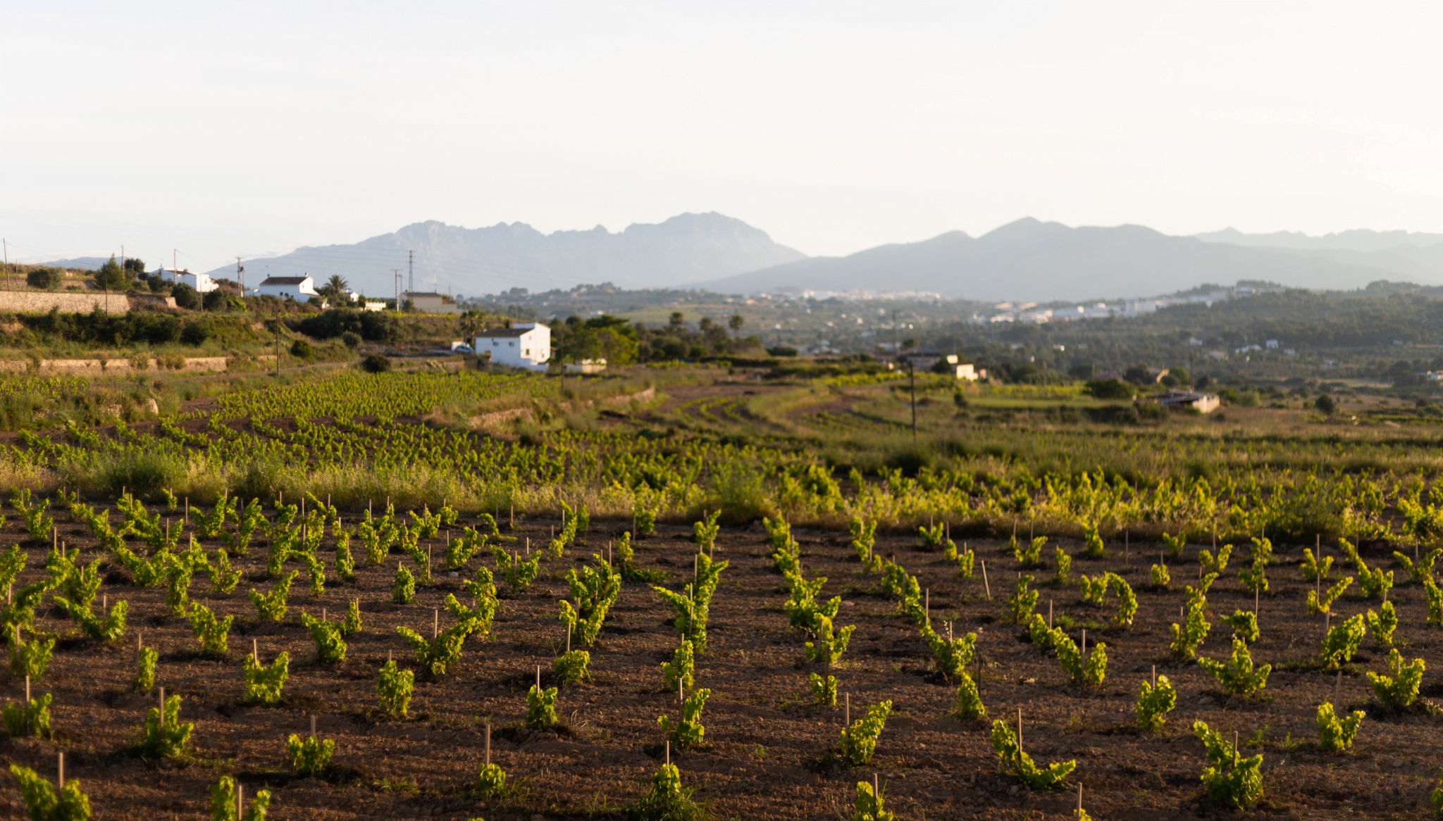 Un paseo por los viñedos de Montesanco