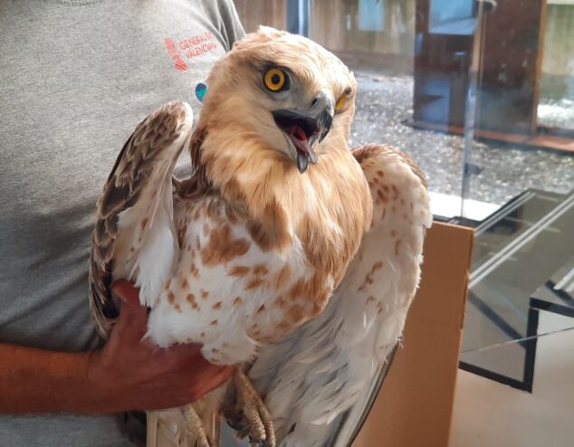 Imagen: Polluelo de águila culebrera rescatada | Foto PLX