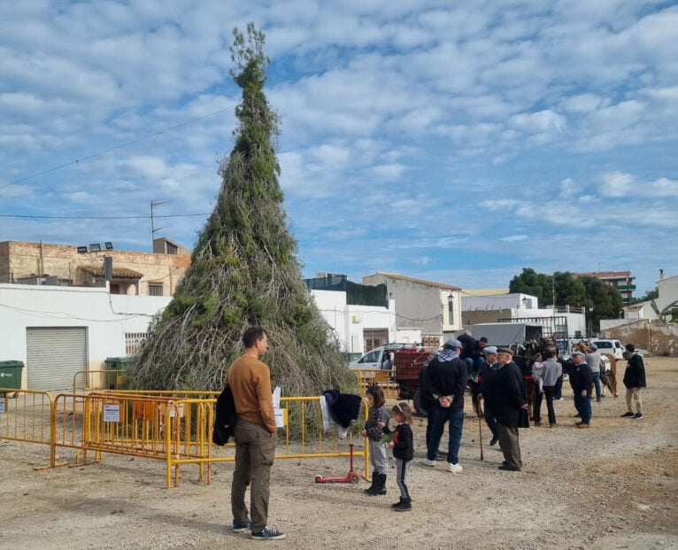 Plantà del Pi en fiestas en honor a Sant Antoni Xàbia