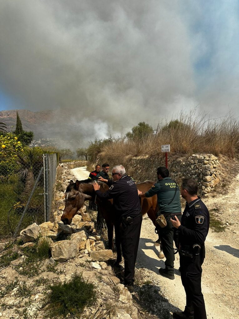 Cuerpos de Seguridad logran controlar a un caballo asustado por el incendio | Foto PLX