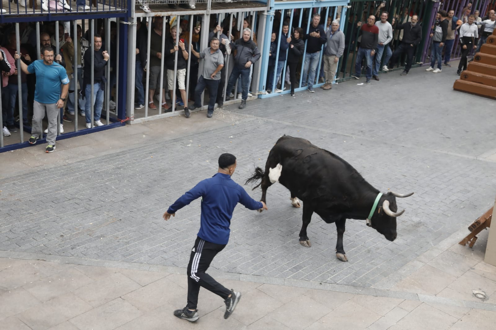 Gran ambiente en la primera sesión taurina de bous al carrer de Xàbia en las fiestas del Nazareno 2024