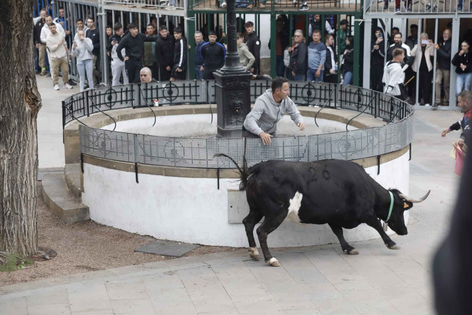 Gran ambiente en la primera sesión taurina de bous al carrer de Xàbia en las fiestas del Nazareno 2024