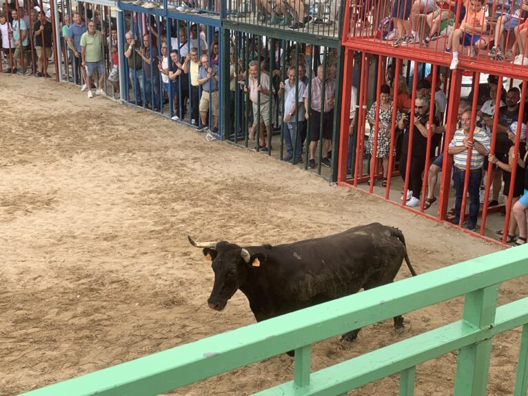 Ambiente en la sesión taurina de Fogueres Xàbia 2024 (12)