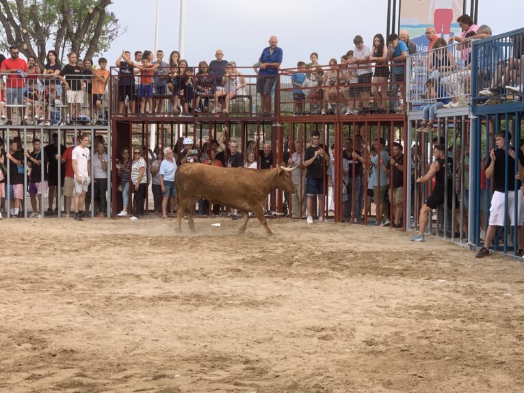 Ambiente en la sesión taurina de Fogueres Xàbia 2024 (28)