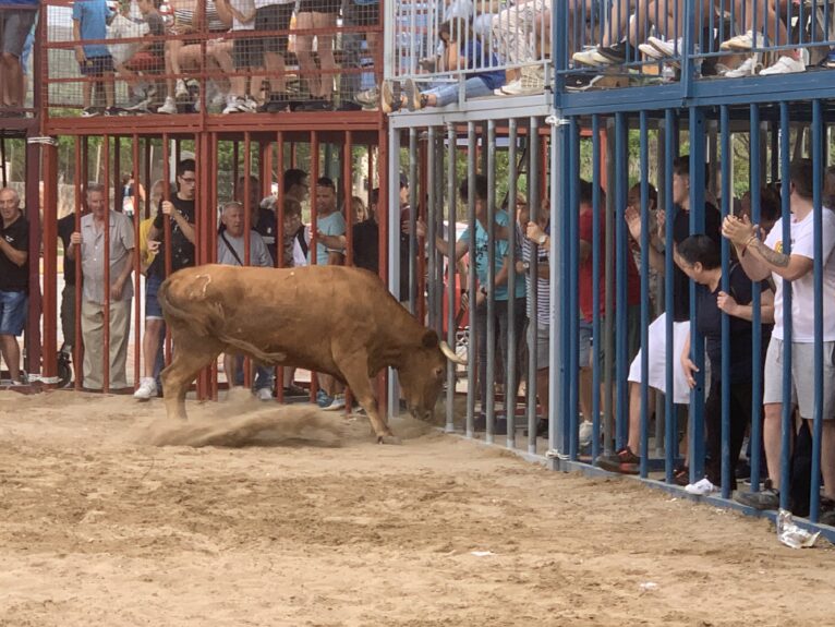 Ambiente en la sesión taurina de Fogueres Xàbia 2024 (29)