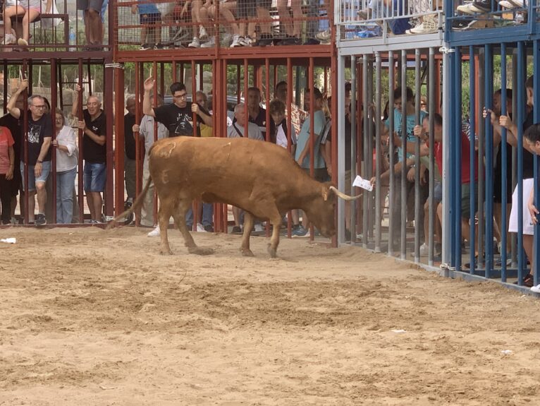 Ambiente en la sesión taurina de Fogueres Xàbia 2024 (30)