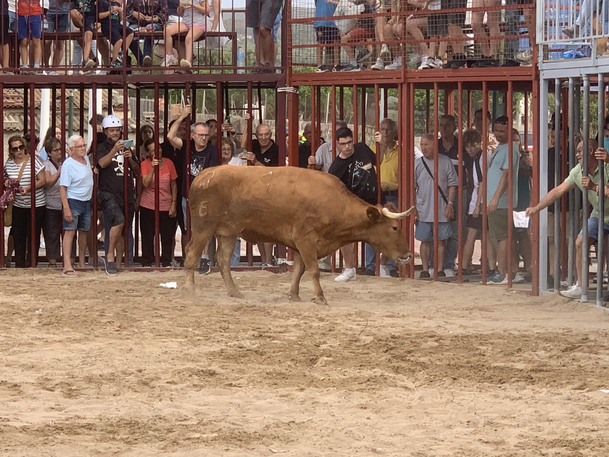 Ambiente en la sesión taurina de Fogueres Xàbia 2024 (31)