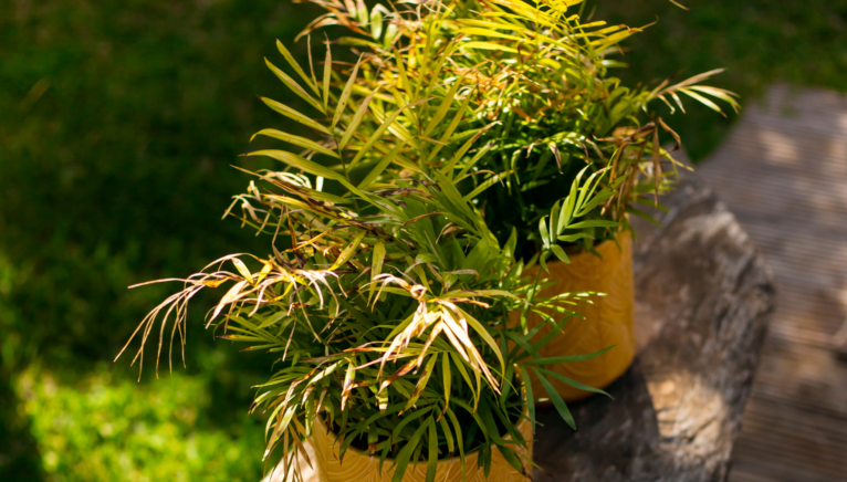 Añade plantas a tu platio para aportar un toque de frescura