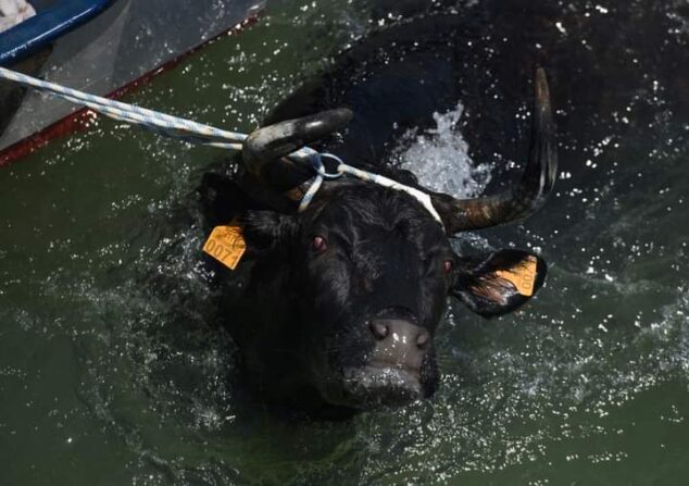 Imagen: Momento de sacar a un toro del agua