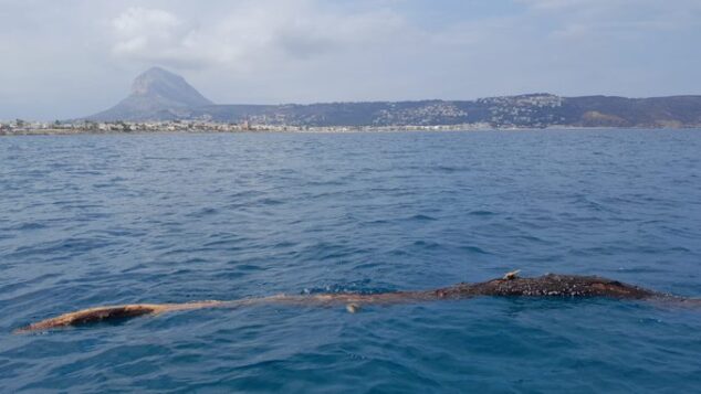 Imagen: Tronco a la deriva en la bahia de Xàbia