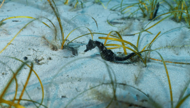 Imagen: Caballitos de mar devueltos al océano