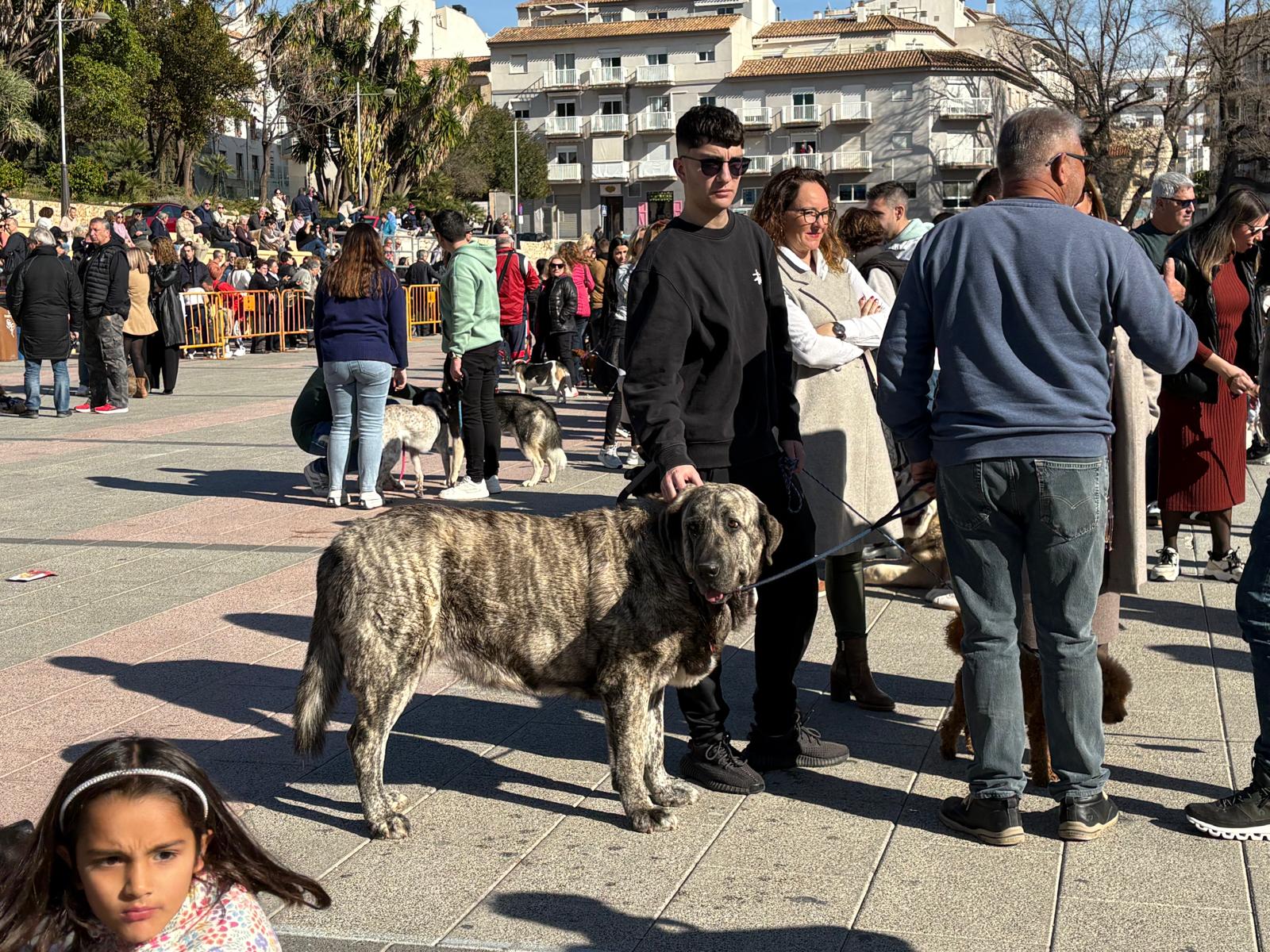 Bendición de los animales por Sant Antoni en Xàbia 2025 (1)