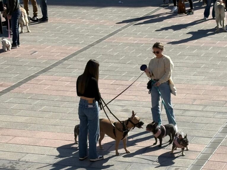 Bendición de los animales por Sant Antoni en Xàbia 2025 (25)