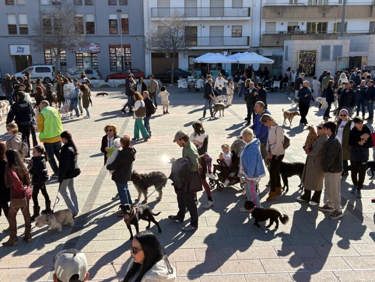 Bendición de los animales por Sant Antoni en Xàbia 2025 (4)