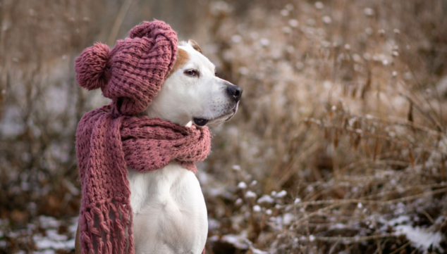 Imagen: La guía definitiva para cuidar a tus mascotas en invierno